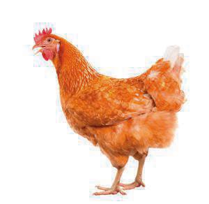 Minor characters The Hens Animal Farm (Grades 9–1) Minor characters The Hens Animal Farm (Grades 9–1)