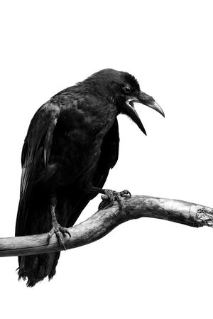 The three black crows poem summary